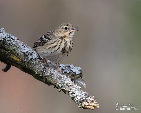 Labtuška hôrna lesná (Anthus trivialis)