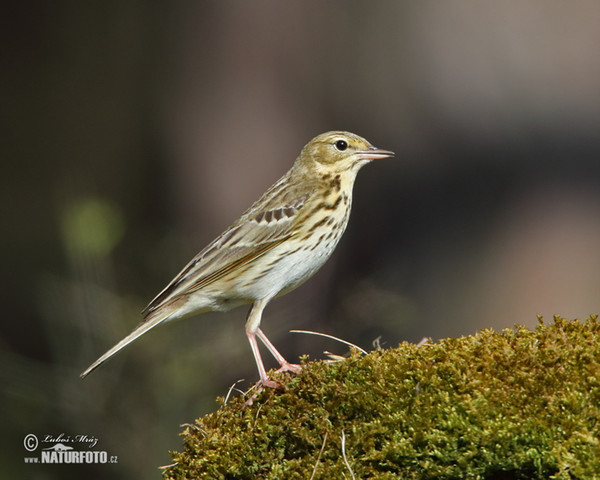 Labtuška hôrna lesná (Anthus trivialis)