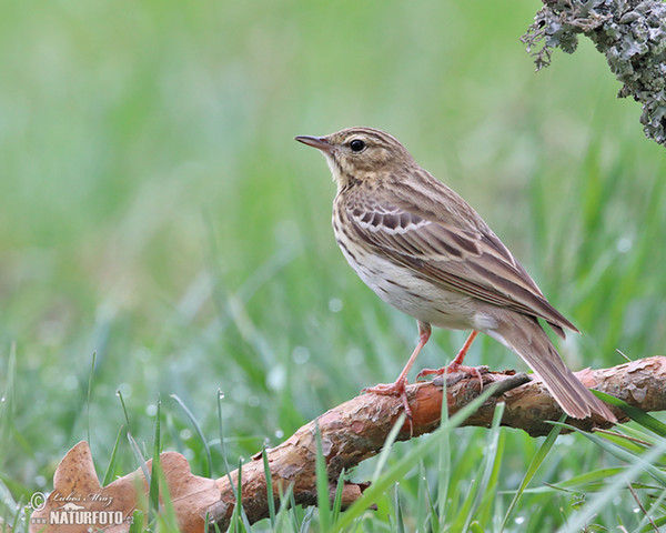 Labtuška hôrna lesná (Anthus trivialis)