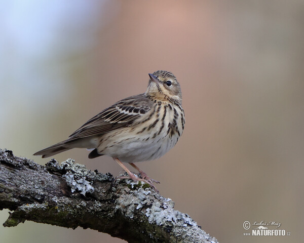 Labtuška hôrna lesná (Anthus trivialis)