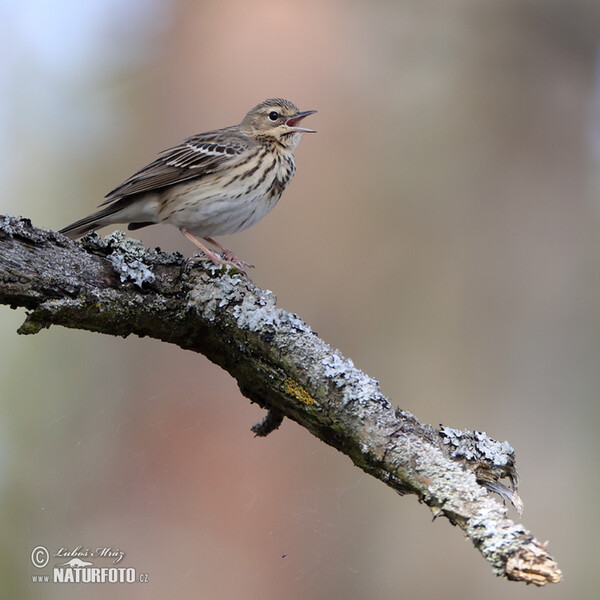 Labtuška hôrna lesná (Anthus trivialis)