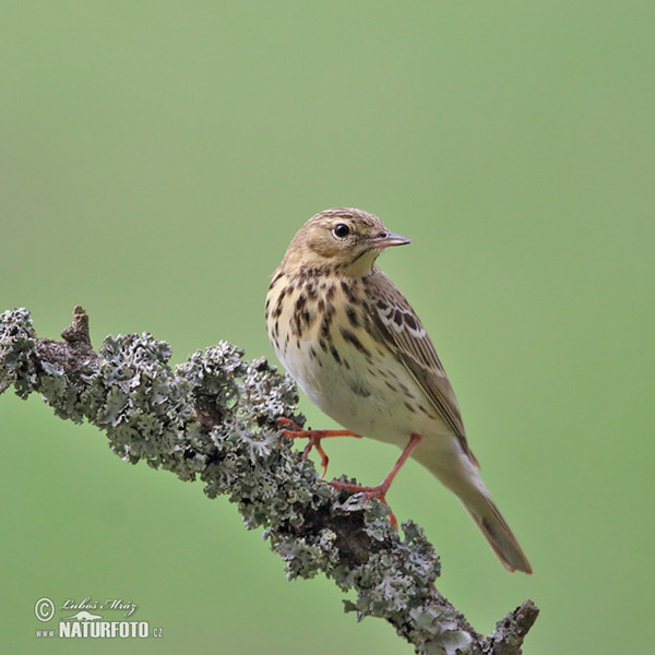 Labtuška hôrna lesná (Anthus trivialis)