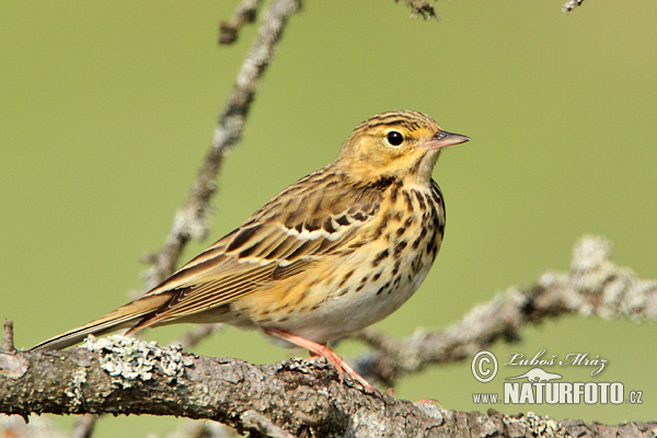 Labtuška hôrna lesná (Anthus trivialis)