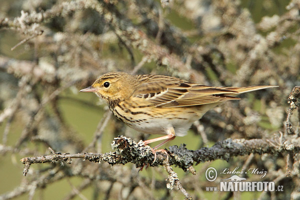 Labtuška hôrna lesná (Anthus trivialis)