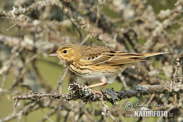 Labtuška hôrna lesná (Anthus trivialis)