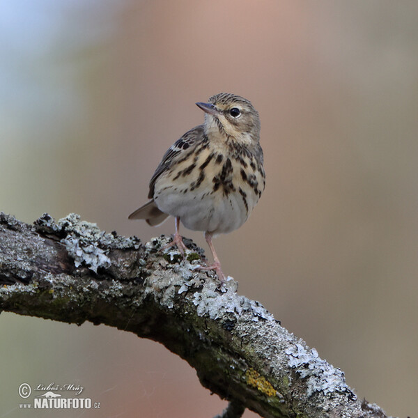 Labtuška hôrna lesná (Anthus trivialis)