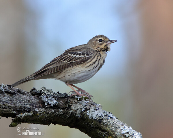 Labtuška hôrna lesná (Anthus trivialis)