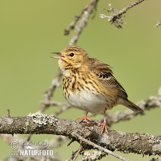 Labtuška hôrna lesná (Anthus trivialis)