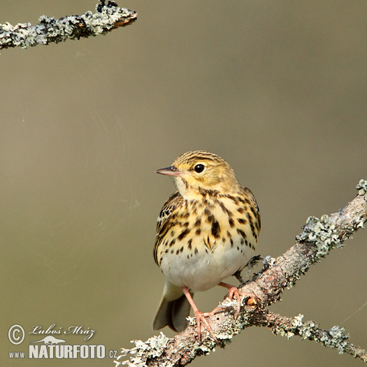 Labtuška hôrna lesná (Anthus trivialis)