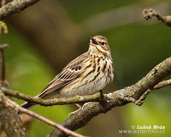 Labtuška hôrna lesná (Anthus trivialis)