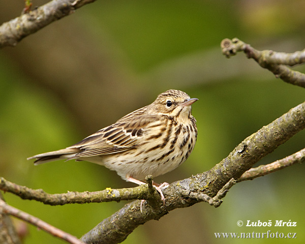 Labtuška hôrna lesná (Anthus trivialis)