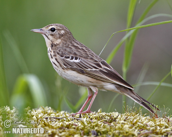 Labtuška hôrna lesná (Anthus trivialis)