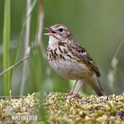 Labtuška hôrna lesná (Anthus trivialis)