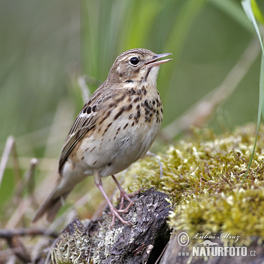 Labtuška hôrna lesná (Anthus trivialis)