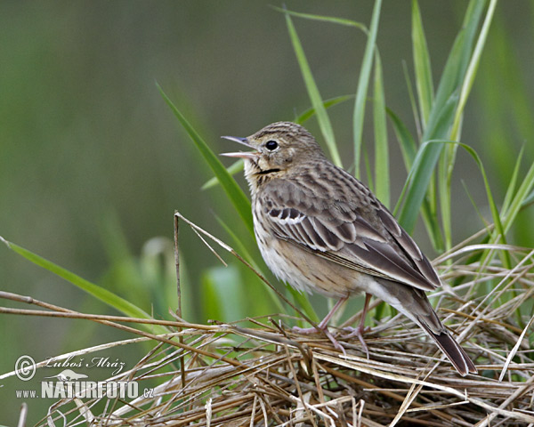 Labtuška hôrna lesná (Anthus trivialis)