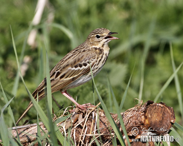 Labtuška hôrna lesná (Anthus trivialis)