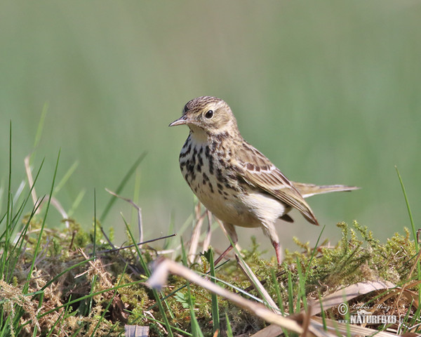 L'abtuška lúčna (Anthus pratensis)