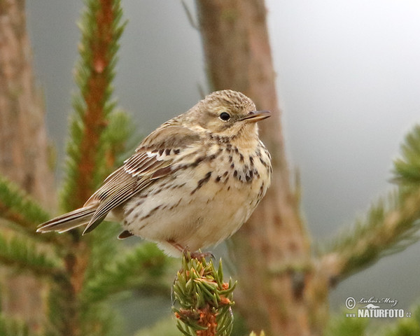 L'abtuška lúčna (Anthus pratensis)