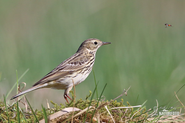 L'abtuška lúčna (Anthus pratensis)