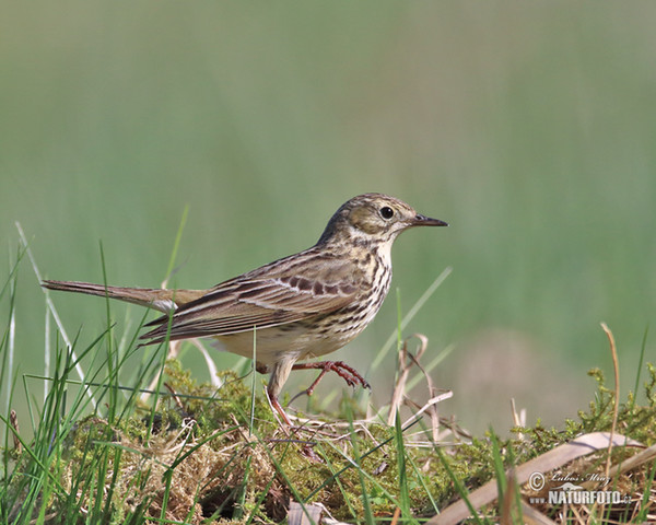 L'abtuška lúčna (Anthus pratensis)