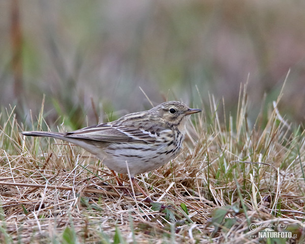 L'abtuška lúčna (Anthus pratensis)