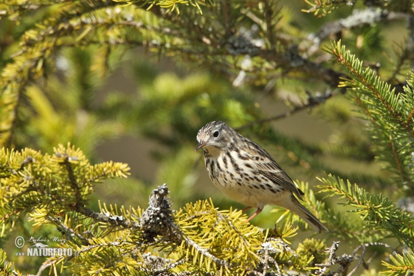 L'abtuška lúčna (Anthus pratensis)