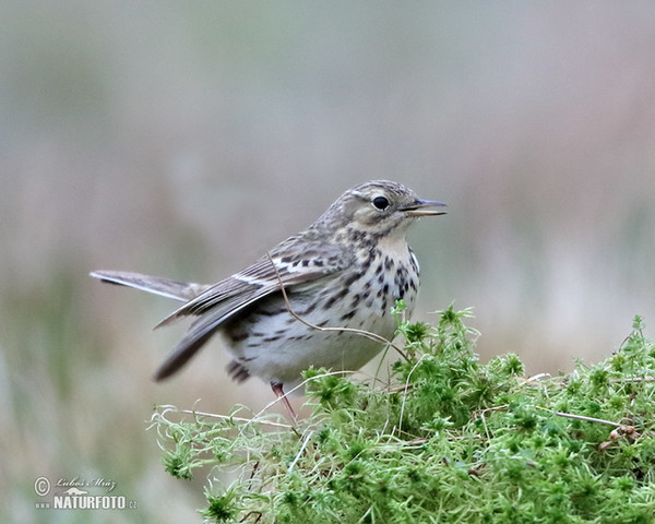 L'abtuška lúčna (Anthus pratensis)