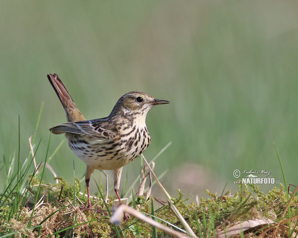 L'abtuška lúčna (Anthus pratensis)