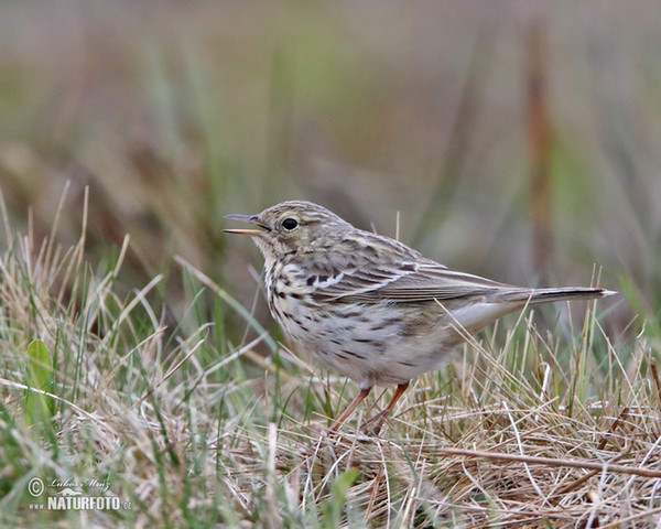 L'abtuška lúčna (Anthus pratensis)