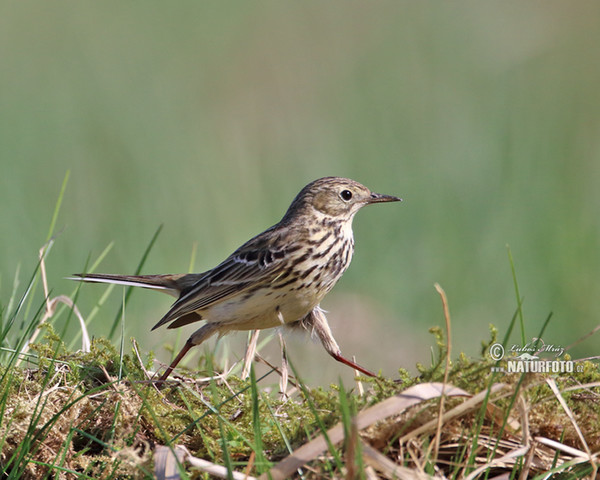 L'abtuška lúčna (Anthus pratensis)