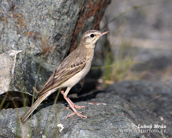 L'abtuška pol'ná (Anthus campestris)