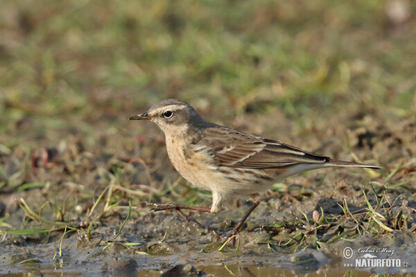 Labtuška vrchovská (Anthus spinoletta)