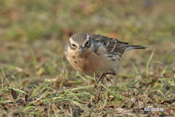 Labtuška vrchovská (Anthus spinoletta)