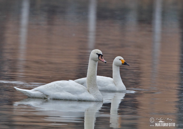 Labuť malá (Cygnus columbianus)