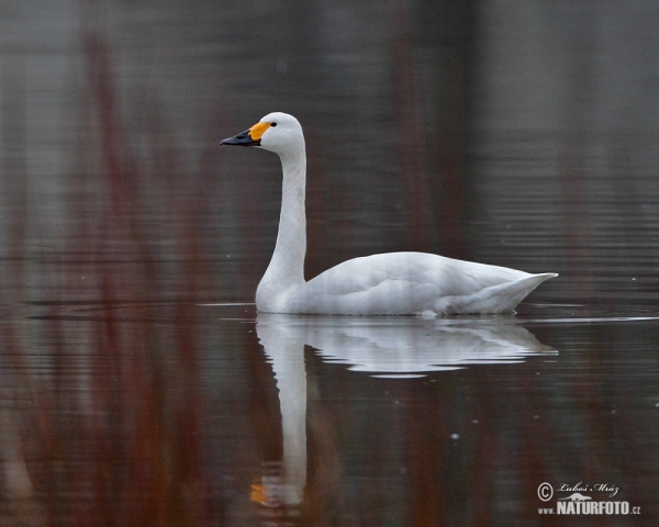 Labuť malá (Cygnus columbianus)