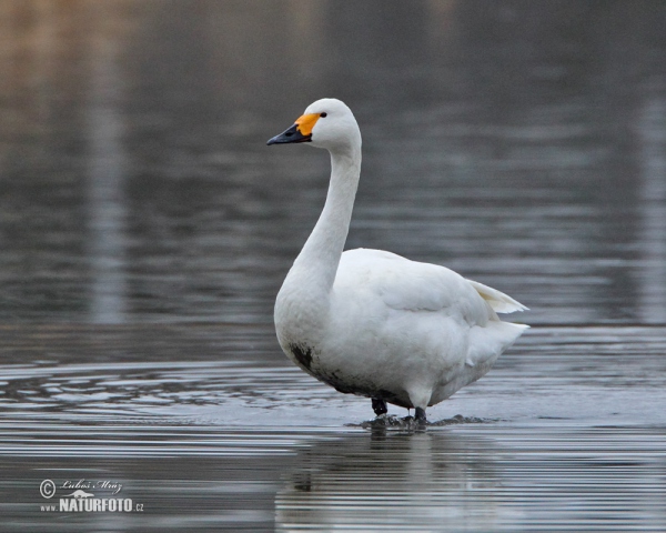 Labuť malá (Cygnus columbianus)