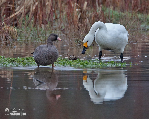 Labuť malá (Cygnus columbianus)