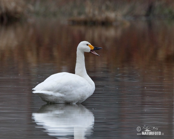 Labuť malá (Cygnus columbianus)