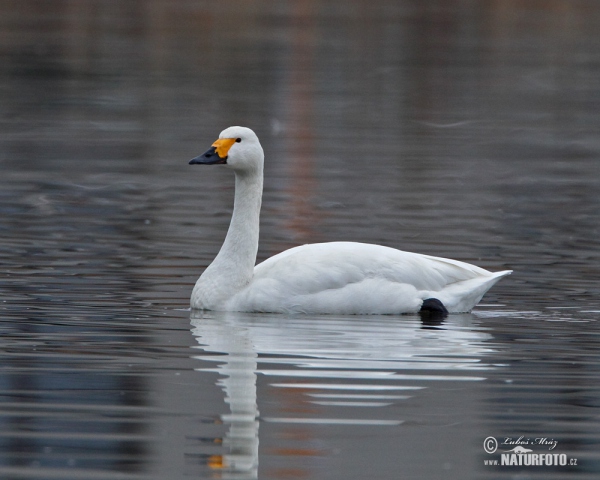 Labuť malá (Cygnus columbianus)