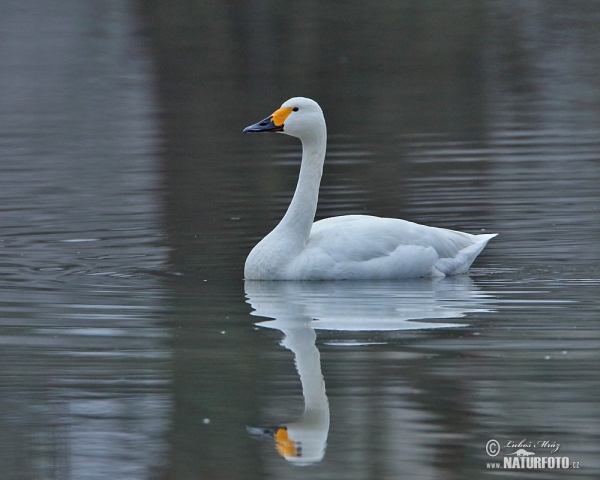 Labuť malá (Cygnus columbianus)