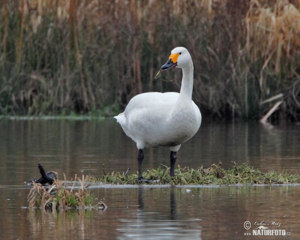 Labuť malá (Cygnus columbianus)