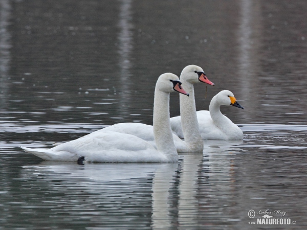 Labuť malá (Cygnus columbianus)