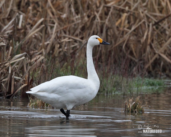 Labuť malá (Cygnus columbianus)