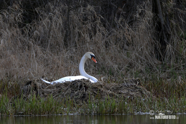 Labuť velká (Cygnus olor)