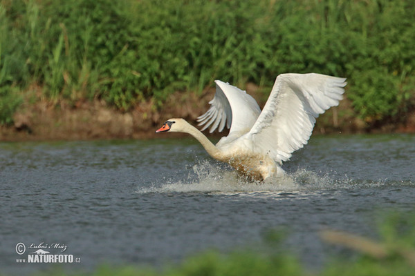 Labuť veľká (Cygnus olor)