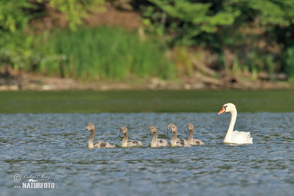 Labuť veľká (Cygnus olor)