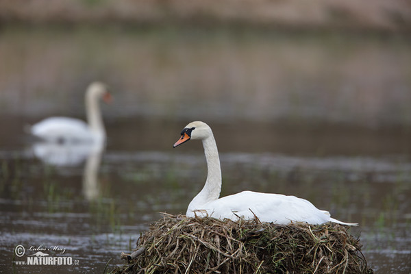 Labuť veľká (Cygnus olor)