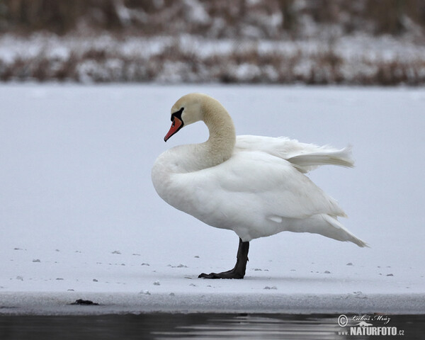 Labuť veľká (Cygnus olor)