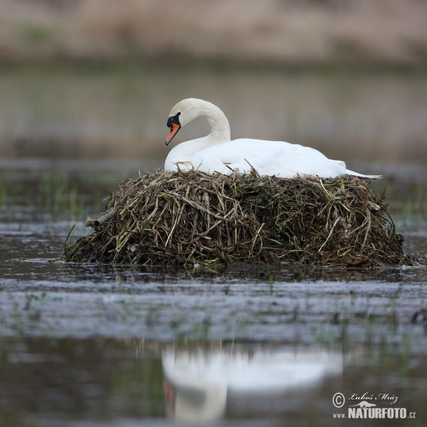 Labuť veľká (Cygnus olor)