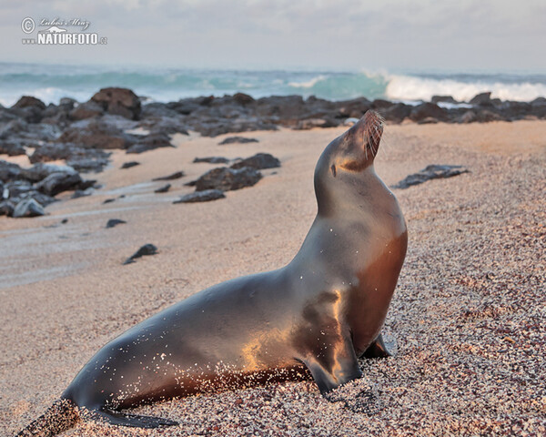 Lachtan galapážský (Arctocephalus galapagoensis)